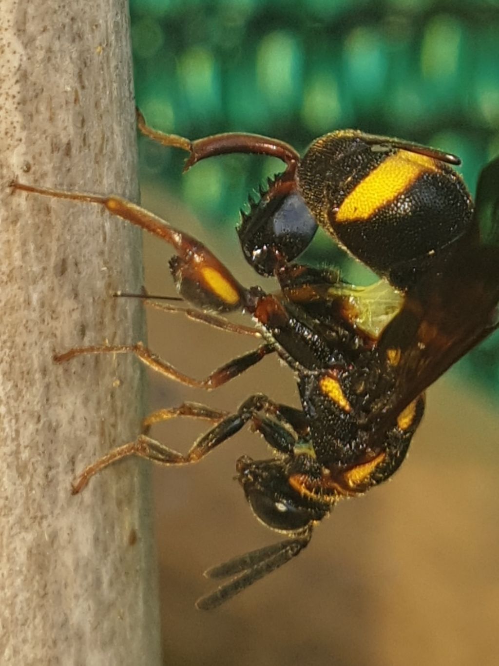 Leucospidae che attenzionano un nido di Isodontia mexicana